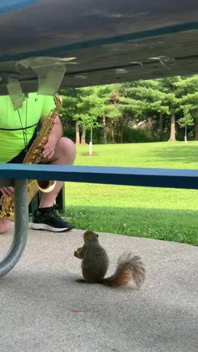 Squirrel is getting dinner &amp;amp; a show