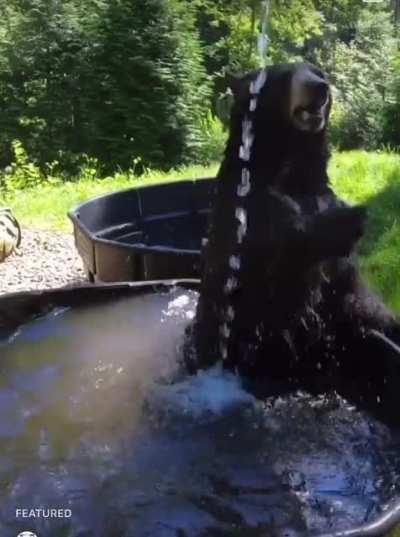 Bear taking a morning Bath