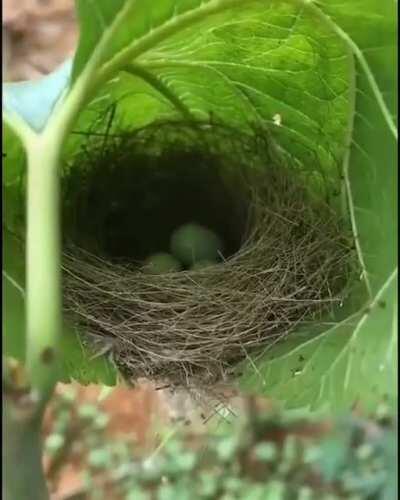 The way this nest is woven in a leaf