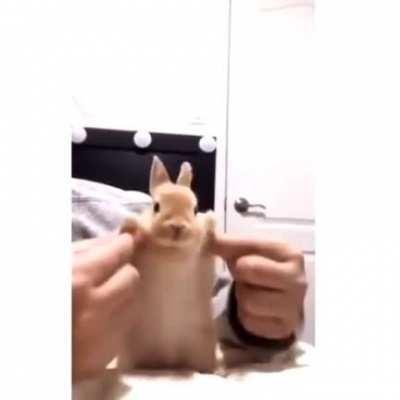 This bunny has better dance moves than me.