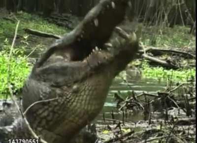 Alligator eating turtle