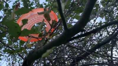 Parkour puppy pursues frisbee