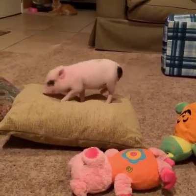 Guard pig practicing to attack an intruder