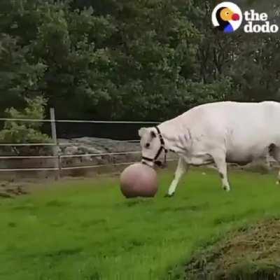 Cows are giant dogs ❤