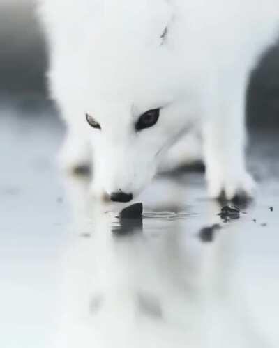 This majestic Arctic Fox