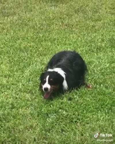 Smart dog hides sprinkler for surprise attack