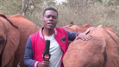 🔥 Baby elephant showing his playful side with a Kenyan journalist