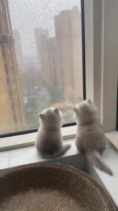 They love rainy weather, and you?