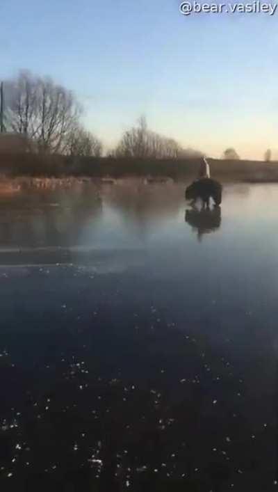 Ice skating with a bear