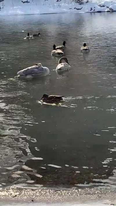 Trumpeter Swans on Prince’s island today