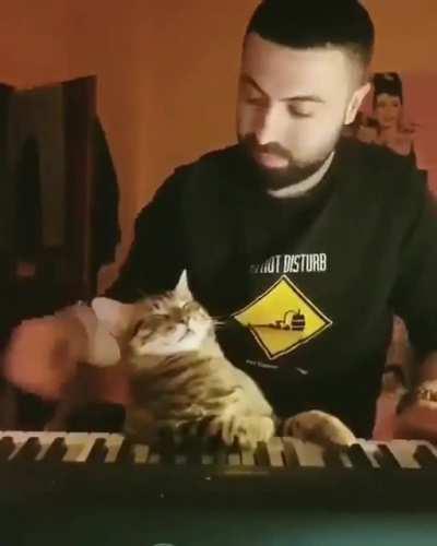 Piano cat just vibing