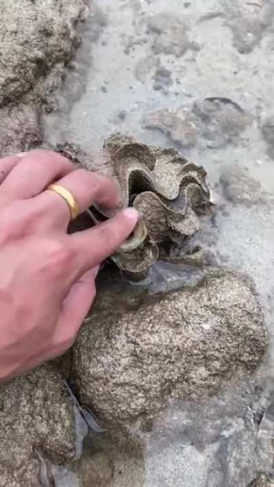 Sea Shell gives curious man a surprise