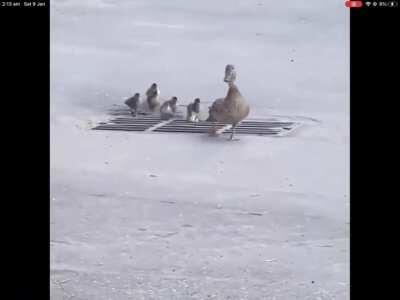 A brood of ducklings go for a waddle.