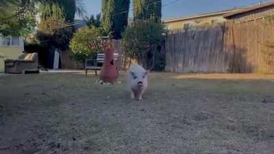 Zoom zoom goes the piggy