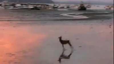 deer hopping on a beach