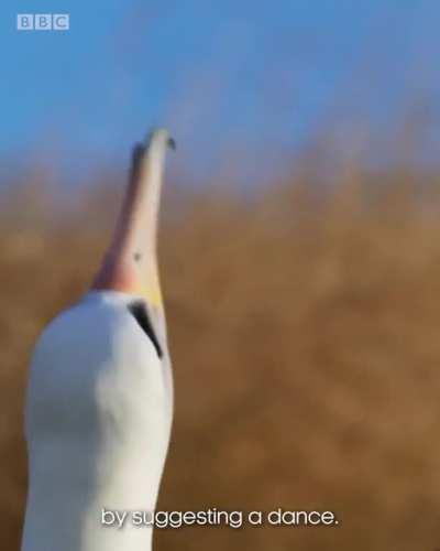 🔥 Layan Albatross looks for a lifelong mate to raise a family, but there's a twist.