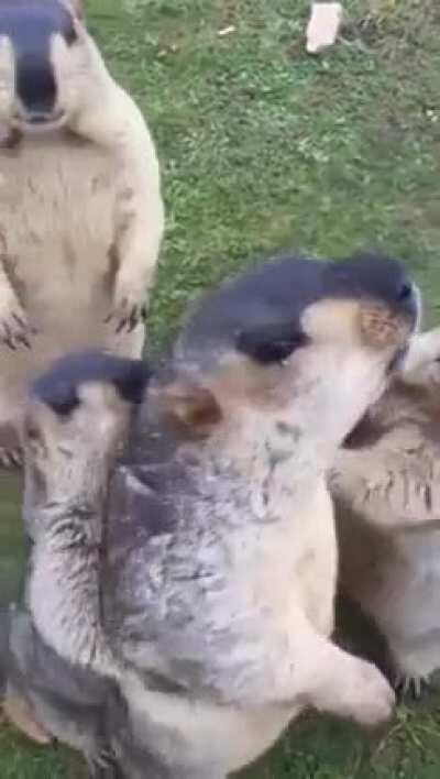 🔥 Silly marmots pushing each other around