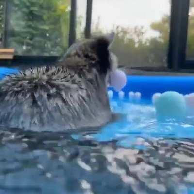 Trash panda having a little pool party