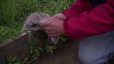 Man saves a baby swan while it’s mom is being a mama