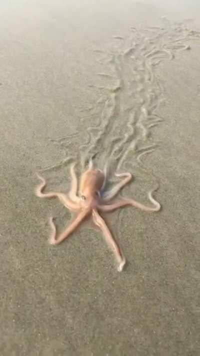 Crawling octopus