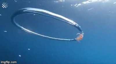 Jellyfish gets caught in bubble ring