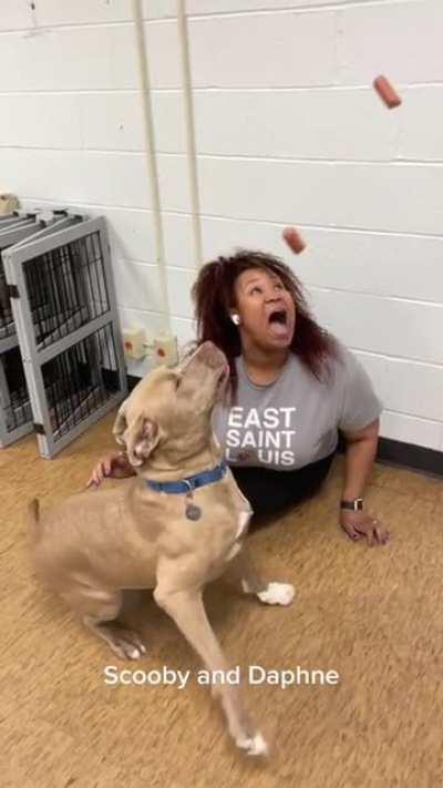 Staff and Shelter Dogs Catching Hot Dogs