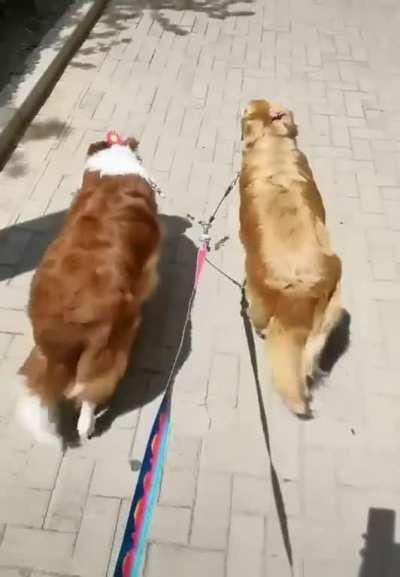 Look, they're walking in unison !