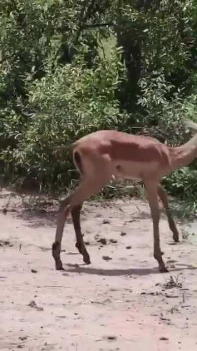 A little gazelle gets attacked by a crocodile and escapes