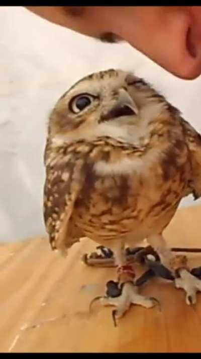 Owl yisssss