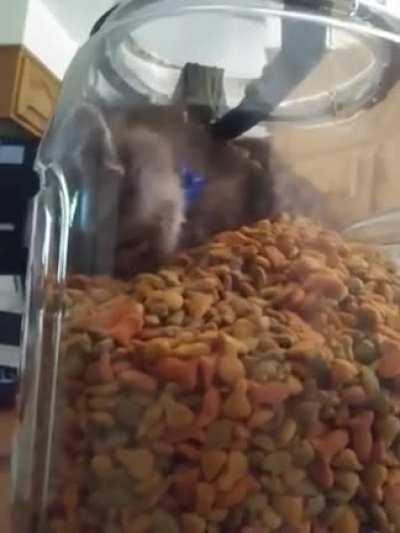 Little kitty couldn't wait for noms 🐱