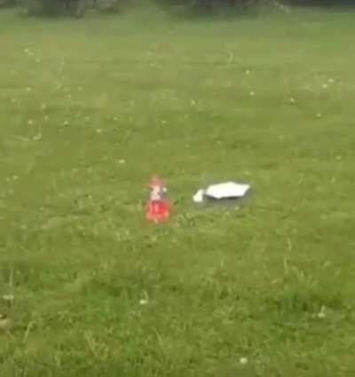 Thank goodness he saved the poor cat