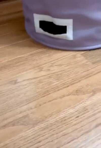 My kitten Charlie loves the laundry hamper. Heโll meow and whine until you put upside down so he can become a kitty roomba.