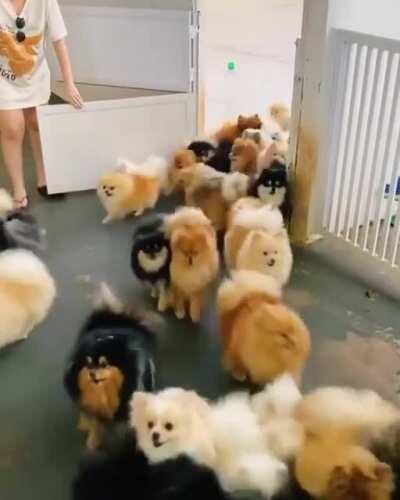 pomeranian overload