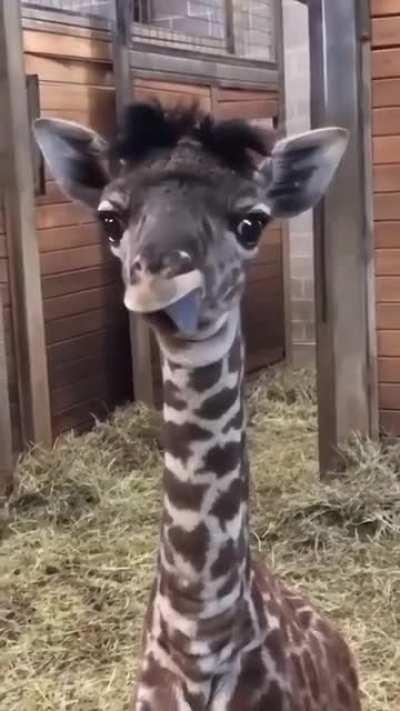 Baby giraffe.