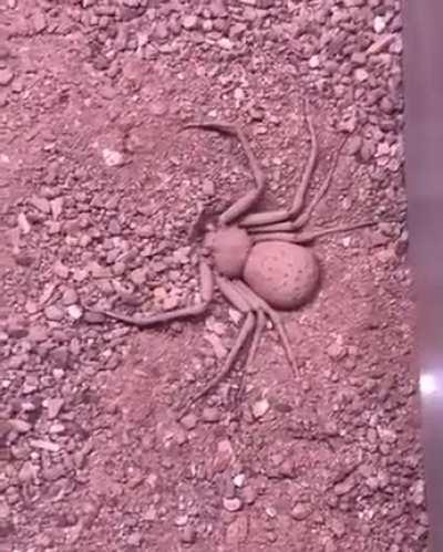 🔥 Sicarius is a genus of araneomorphic spiders that are better known as sand spiders, its scientific name Sicarius comes from the Latin meaning killer.