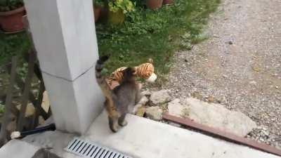 This cat borrowed a plushie from her neighbor and brought it home