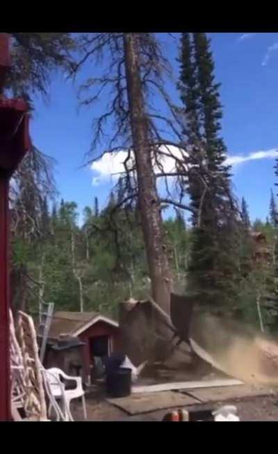 WCGW while cutting down a tree