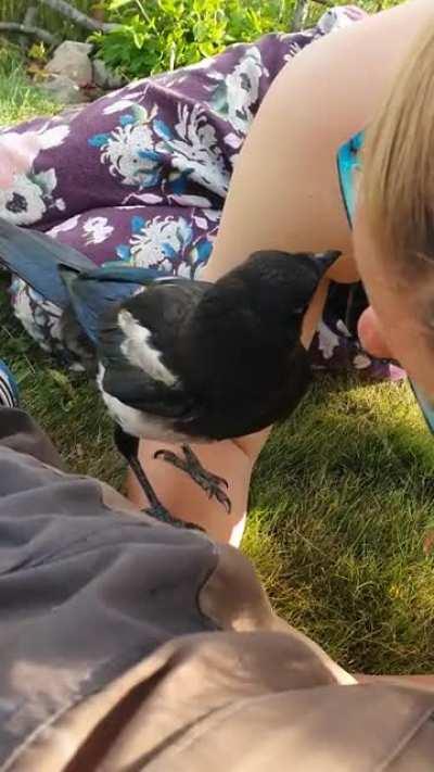 The young magpie that hangs out around our house loves to stop for a chat.