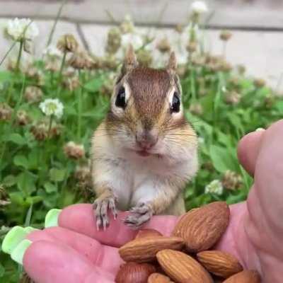 Chipmunk tasting almonds for the first time