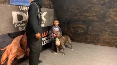 Demonstration of how a trained pitbull protects kids