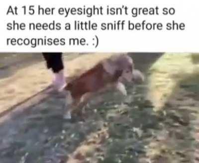 Nearly blind dog happy to be with her owner