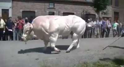 This cow doesn’t skip leg day