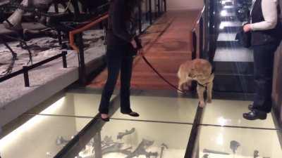 Service doggo walks on glass floor for the first time