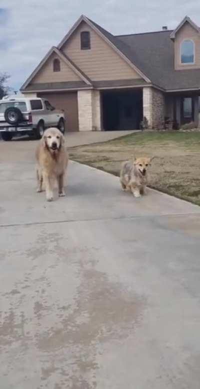 Old man doggos slowly trotting to their owner