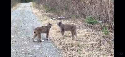 My first post lol, how'd I do? (Btw its two lynxes having an interesting convo)