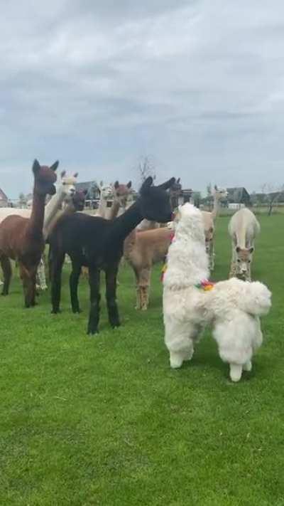 A bunch of alpacas checking out the imposter among them.