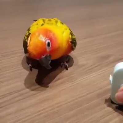 Tape measures have a strange effect on birds