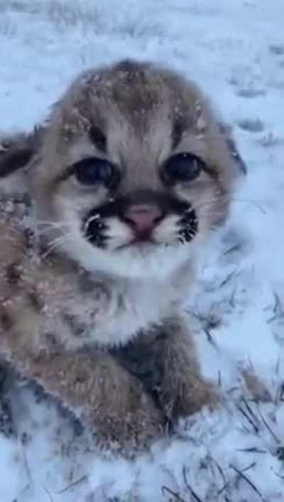 Baby wildcat breezing