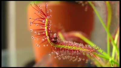 🔥 Drosera capensis a species of carnivorous plant which catches its prey by thigmotropism.