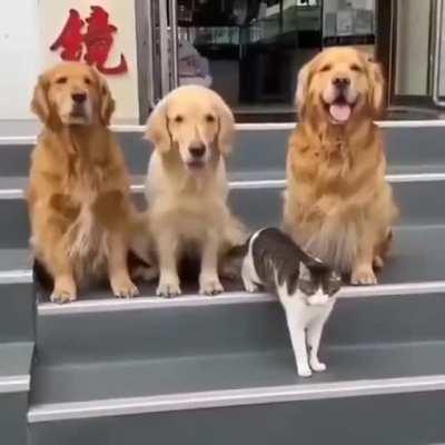 Doggos really wanted the cat to be in the photo